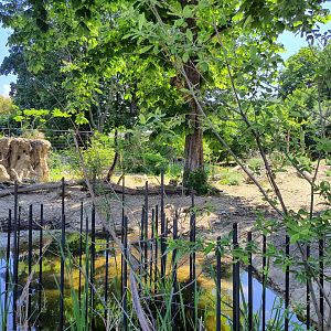 Cheetah enclosure viewpoint