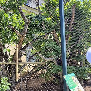 Common squirrel monkey exhibit- Tiergarten Schönbrunn