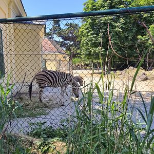 Zebras- Tiergarten Schönbrunn