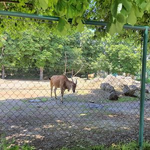 Eland- Tiergarten Schönbrunn