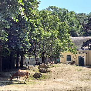 Blesbok- Tiergarten Schönbrunn