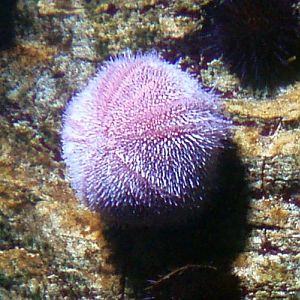European edible urchin, Common sea urchin (Echinus esculentus)