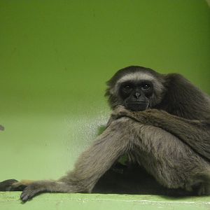 Müller's gibbon (Hylobates muelleri)