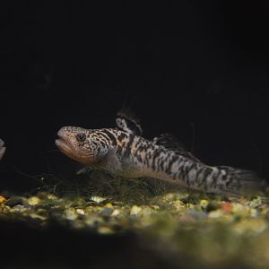 Yellowstripe goby (Mugilogobius chulae)