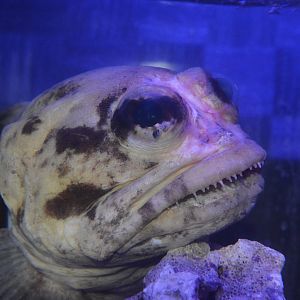 Nightmare fuel: Black jawfish (Opistognathus cf. inornatus)