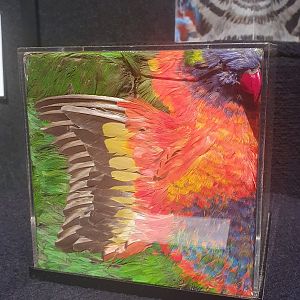 Taxidermy sculpture of Rainbow Lorikeet, NZ Art Show 2023