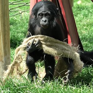 Bonobo Baby Upendi