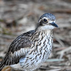 Bush Stone-Curlew