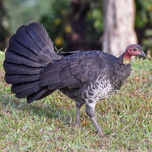 Australian Brush-Turkey