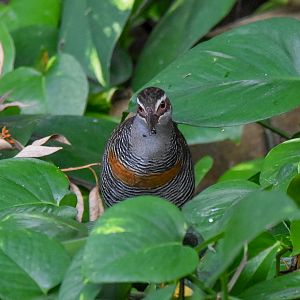 Buff-banded Rail