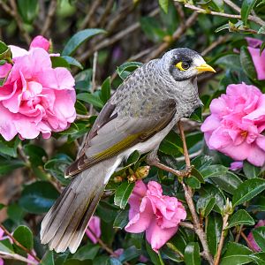 Noisy Miner
