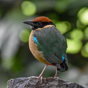 Noisy Pitta