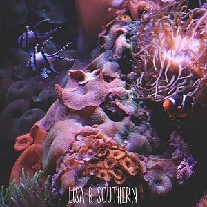 clownfish, coral and cardinal