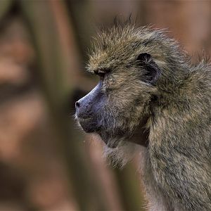 Yellow Baboon (Papio cynocephalus)