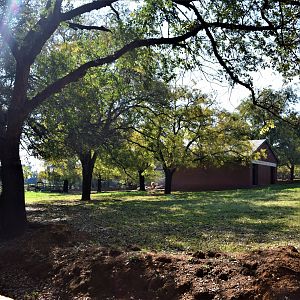 Scimitar-horned Oryx Enclosure (Oryx dammah)