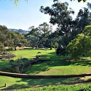 General View with Gemsbok (Oryx gazella) and Springbok (Antidorcas marsupialus)