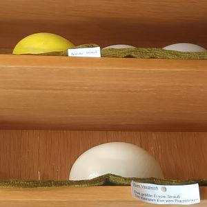 Egg Display