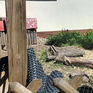 Greek Tortoise Enclosure