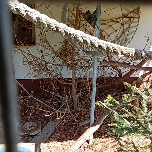 European red Squirrel Enclosure