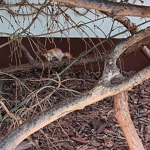 European red Squirrel
