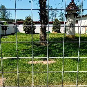 African spurred Tortoise, Domestic Chicken and Indian Peafowl Enclosure