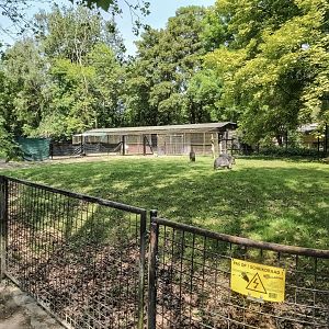 Behind the scenes - enclosure for Chacoan peccaries