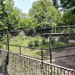 Behind the scenes - enclosure for red kangaroos