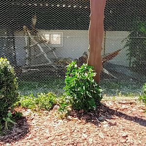 Spotted Eagle Owl Aviary