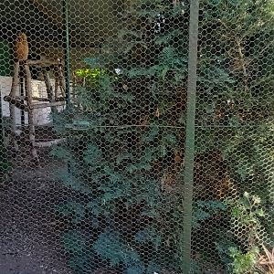 Turkmenian Eagle Owl Aviary