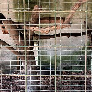 Himalayan Monal Aviary