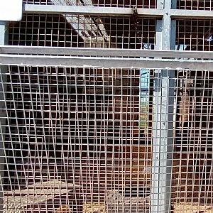Barbary Macaque Enclosure