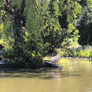 Island and Eastern white Pelican