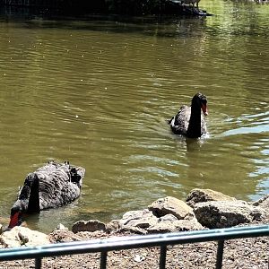 Black Swans