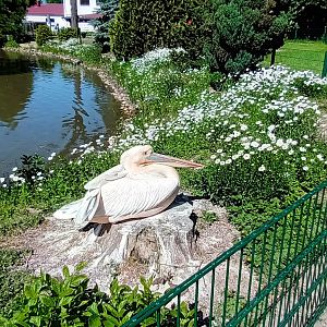 Eastern white Pelican
