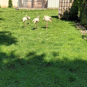 Black Swan, White Peafowl, Greater Flamingo and African grey crowned Crane Enclosure