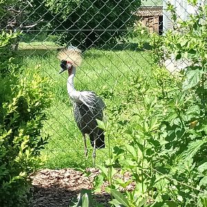 African grey crowned Crane
