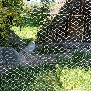 Snowy Owl Aviary