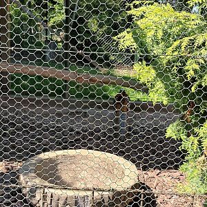 Reeves Pheasant Aviary
