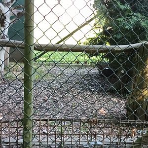 Golden Pheasant Breedingform Aviary