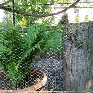 Silver Pheasant Aviary