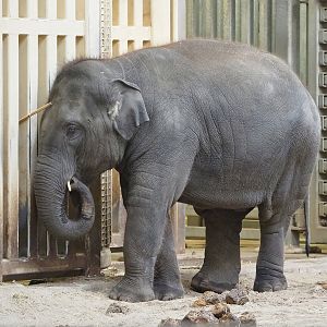 Young Asian elephant (Elephas maximus), 2022-10-19