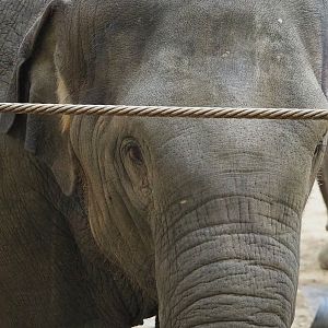 Young Asian elephant (Elephas maximus), 2022-10-19
