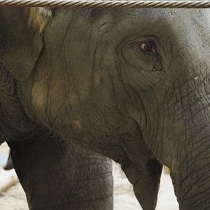 Young Asian elephant (Elephas maximus), 2022-10-19