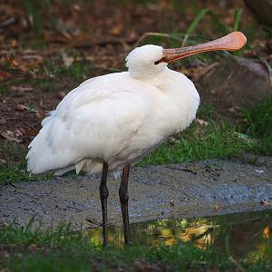 Juvenile Eurasian spoonbill (Platalea leucorodia), 2022-10-19