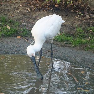 Eurasian spoonbill (Platalea leucorodia), 2022-10-19