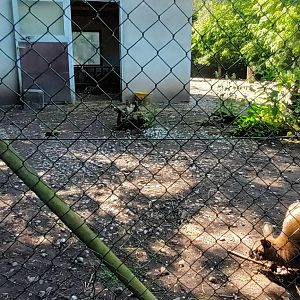 Bennetts Wallaby Enclosure