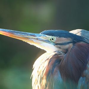 Purple heron (Ardea purpurea), 2022-10-19