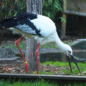 Oriental white stork (Ciconia boyciana), 2022-10-19