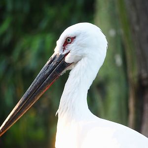 Oriental white stork (Ciconia boyciana), 2022-10-19