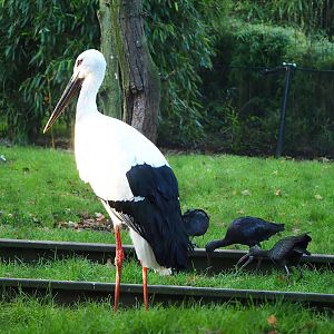 Oriental white stork (Ciconia boyciana) and Glossy ibises (Plegadis falcinellus), 2022-10-19
